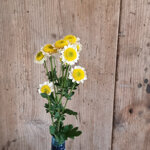 chrysanthemum-sun-up