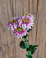 chrysanthemum-pasion-de-manzana