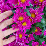 chrysanthemum-rockland-purple