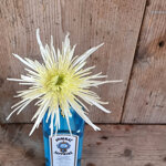chrysanthemum-spider-white