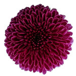 chrysanthemum-calimero-purple