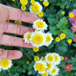 chrysanthemum-psycho