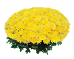 chrysanthemum-spidy-or