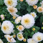 chrysanthemum-white-bouquet