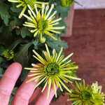 chrysanthemum-splash-minty