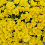 chrysanthemum-loya-yellow
