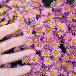 chrysanthemum-pacificum-bellania-bengo-rosa