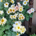 chrysanthemum-poesie
