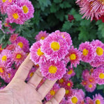 chrysanthemum-suffan-cerise