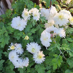 chrysanthemum-weiss-nebelrose