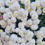 chrysanthemum-white-bouquet
