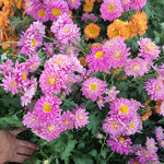 chrysanthemum-cinderella