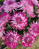 chrysanthemum-santosh