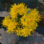 chrysanthemum-ksenia-yellow