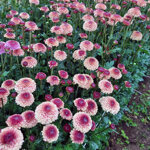 chrysanthemum-doria-salmon