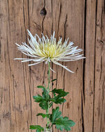 chrysanthemum-spider-white