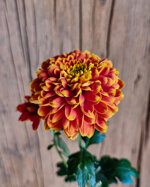 chrysanthemum-tropicana