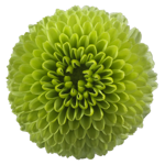 chrysanthemum-boane-minty