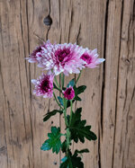 chrysanthemum-dante