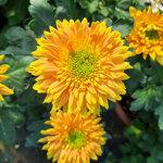 chrysanthemum-rosela-bronze