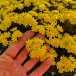 chrysanthemum-pacificum-giallo-doppio
