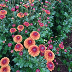 chrysanthemum-doria-orange