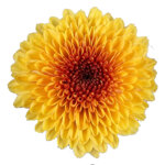 chrysanthemum-calimero-shiny