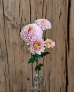 chrysanthemum-ellison-pink