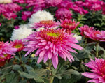 chrysanthemum-yana