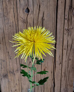 chrysanthemum-spider-yellow