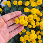 chrysanthemum-karntna-bussalan