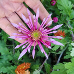 chrysanthemum-di-angelo