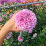 chrysanthemum-etrusko