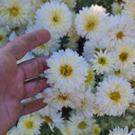 chrysanthemum-kleine-eissbar