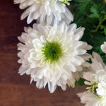chrysanthemum-licorne-blanche