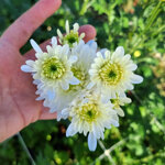 chrysanthemum-garda