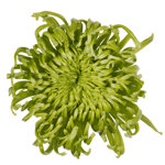 chrysanthemum-clemente