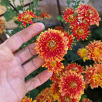 chrysanthemum-granatapfel