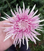 chrysanthemum-inspiracin-vivify