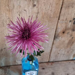 chrysanthemum-tiana-dark