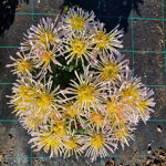 chrysanthemum-ksenia-white