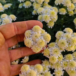 chrysanthemum-pacificum-bianco-doppio