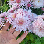 chrysanthemum-emperor-of-china