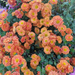 chrysanthemum-paul-boissier