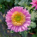 chrysanthemum-rosela-pink
