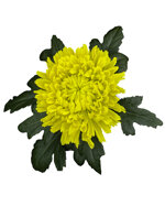 chrysanthemum-galina-green