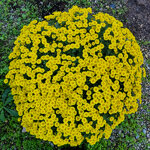 chrysanthemum-fancy-that