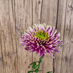 chrysanthemum-baltazar