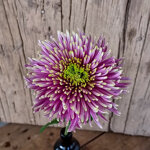 chrysanthemum-baltazar