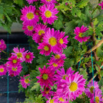 chrysanthemum-01023